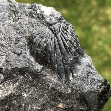 Spiniscutellum umbeliferum